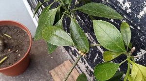 Паутинный клещ снова атакует! Как я спасаю цитрусовые