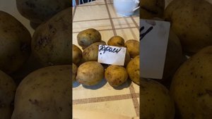 Немецкий ранний картофель сорт Пароли часть 1