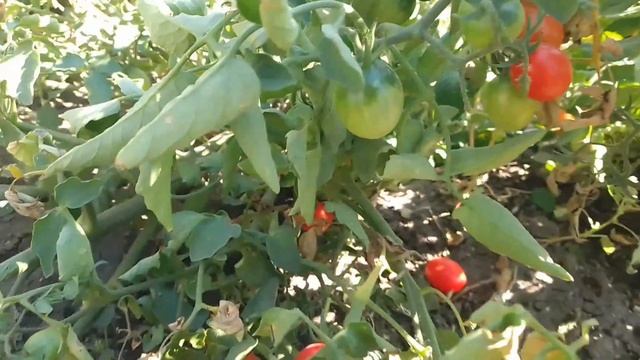 #томат,,Кнопка,, смотреть онлайн