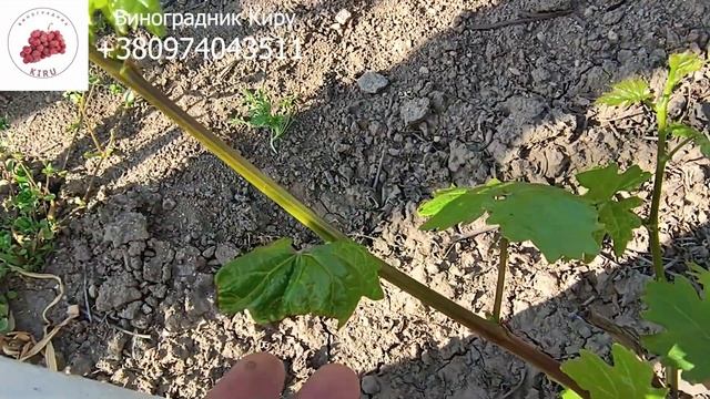 Возвратные заморозки на винограде Часть 2 Итоги 🤔 смотреть онлайн