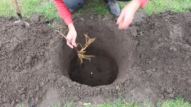 Як саджати виноград восени смотреть онлайн