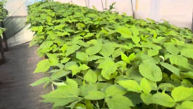 Осенняя отправка саженцев ЗКС малины и ежевики! смотреть онлайн