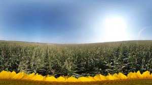 Кукурузное поле. Ульяновская область. 2017(360, 4K, VR)