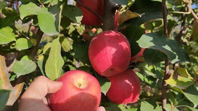 ЕНГ КИММАТ СОТИЛАДИГОН ОЛМА НАВИ ПИНК ЛЕДИ КОЧАТЛАРИ ? смотреть онлайн