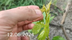 прививка винограда 15 мая