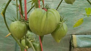 Томат КОЗУЛА 156