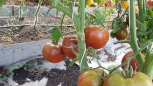 Томат Шоколадный пончик  07.08.24