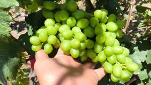 КУПЕЦ виноград - новинка селекции Калугина Виктора. Те
