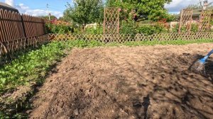 Уборка картофеля. Урожай 2024 года.