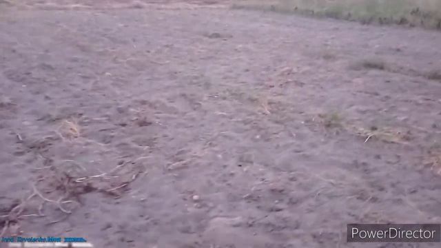 Уборка і виборка картошки/Моя вся родина 💞 смотреть онлайн