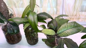 Мои хойи в керамзите 🌱Интересный опыт 👍