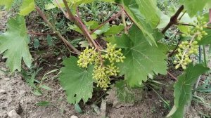 Виноград к-ш Юпитер, к-ш Цимус, к-ш Бесподобный на 14.06.24.