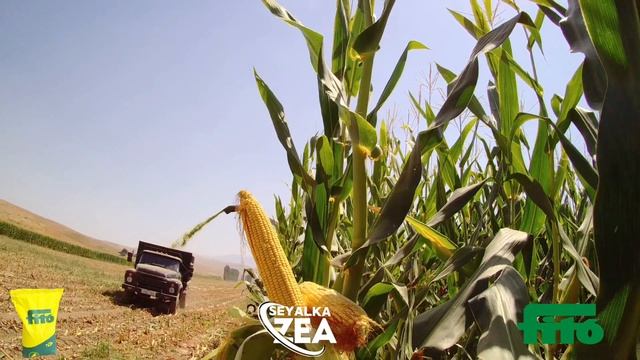 Makkajo'xori urug'lar sotuvda 993290080 993280080 #silos #senaj #don #makkajuxori #кукуруза смотреть онлайн