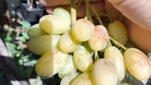 БЕРДЯНЕЦ виноград селекции Калугина В.М.