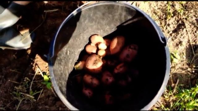 Битва за урожай картошки #дачасадогород смотреть онлайн