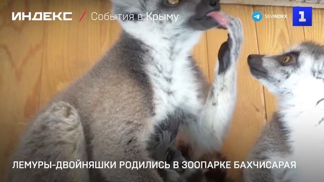 Лемуры-двойняшки родились в зоопарке Бахчисарая