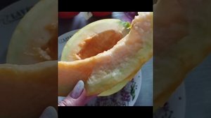 Дыня сорт Мельба в Беларуси.