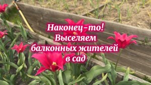 Все в сад! Вывозим целый балкон переросшей рассады