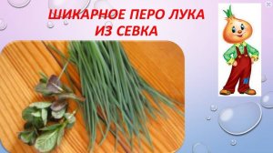 Как вырастить лук на перо дома? Смотрите быстрый и простой способ. Чиполлино отдыхает!!!