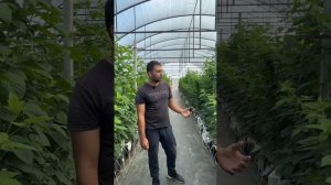 Представляем вам новый сорт- Вайолет, который мы выращ