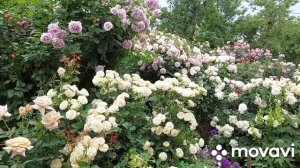 Розы. Композиция: Новалис, Пастелла, Лорена Сомерхаус