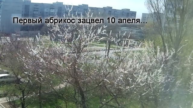 Виноград. Ну и погода. Ждем последствий заморозка. смотреть онлайн