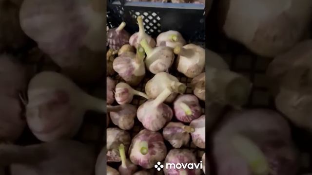 ВНИМАНИЕ!!! ЗАПИСЬ НА ЧЕСНОК 2024 Г ОТКРЫТА //'ВАЦАП ДЛЯ ЗА смотреть онлайн