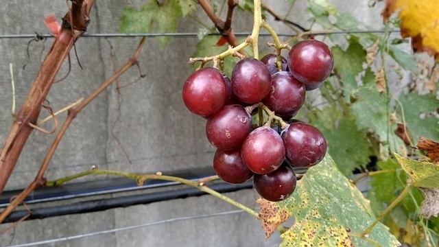 виноград Супер Куин граппе, вкус клубники со сливками смотреть онлайн