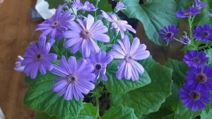 Цветы к 8 марта. Цинерария гибридная. 12.02.2025