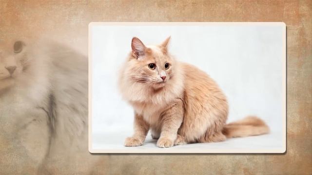 Беляш, Самый лучший кот. смотреть онлайн