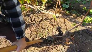 Отделение отводка от куста винограда.