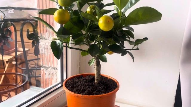 Каламондин цитрусовое деревце смотреть онлайн