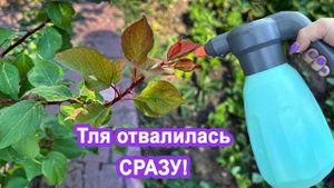 Тля осыпалась помогло быстро! Я обалдела растения сходят с ума от этой обработки тля боится как огня