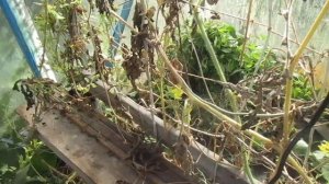 ЗАВОРАЖИВАЮЩИЕ ВИДЕО  Сорт Томата Санька в теплице.