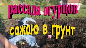 Рассада огурцов. Сажаю в грунт