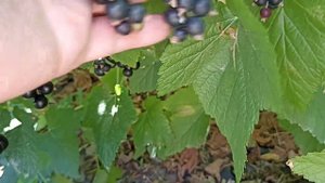 Обзор чёрной смородины Галактика Ориана ТИБЕН БИГ БЕН