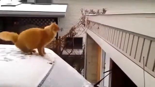 Короткий прикол 2019 смотреть онлайн