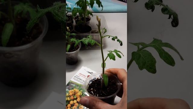 Чудо-Помидоры неизвестной породы. смотреть онлайн