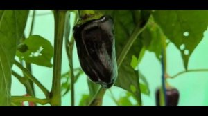 ЧУДЕСНЫЕ томаты Людмилы Рудольф на 4 ноября 2024. БАРМАТ?