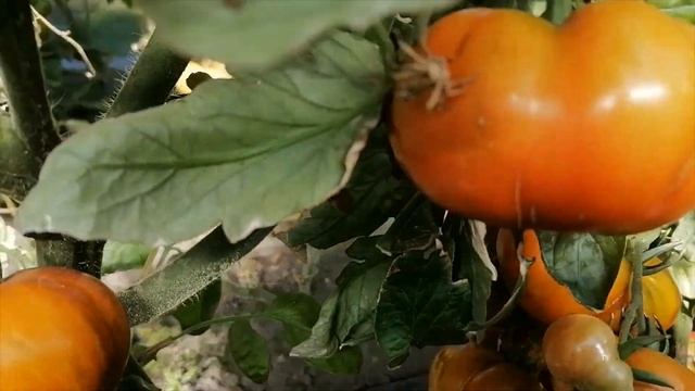 Томаты в Сибири  томатный гном Полосатая Амазонка