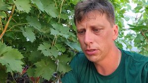 Алладин. Обзор сорта. Виноград в Калининграде