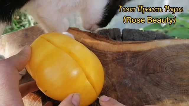 Томат Прелесть Роузы(Оригинальное название Rose Beauty) Со? смотреть онлайн