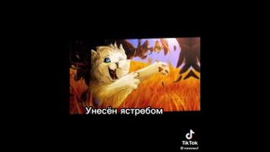 коты воители подборка видео из ТТ