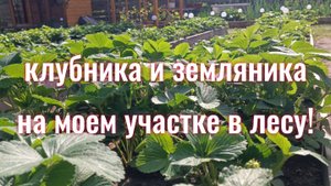Видео обзор клубники и земляники весной. Какие сорта клубники растут в лесу?