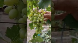 Виноград Данила на пасынках. Селекции Донского казаче