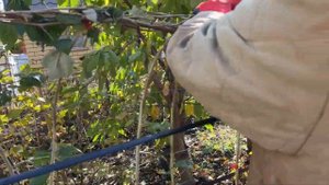 Подвязка кустов малины на зиму  Мой способ подвязки