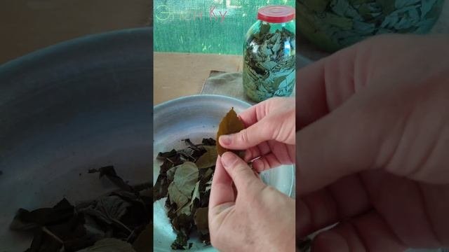 ЧАЙ  ИЗ  ЛИСТЬЕВ  МАЛИНЫ . ФЕРМЕНТАЦИЯ -  ПРОСТОЙ   СПОСО?