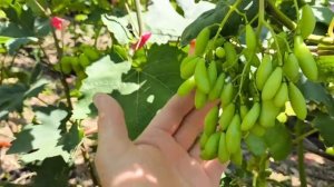 ДАМСКИЙ УГОДНИК виноград - новинка селекции Калугина ?