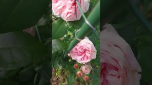 роза плетистая Джардина