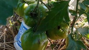 Томат Память о сыне